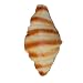 MagiDeal Artificial Realistic Conch Shape Bread Food Imitation Kitchen Pretend Decor