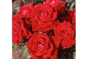 BRYNCIR GARDEN CENTRE Climbing Rose ENA Harkness, Garden Plants & Flowers