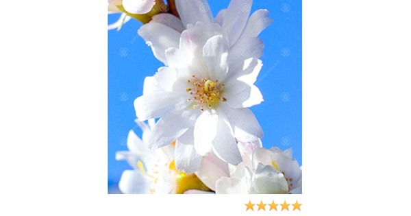 Prunus Subhirtella Autumnalis Winter Cherry Ornamental Fruit Tree 5 6ft Amazon Co Uk Garden Outdoors