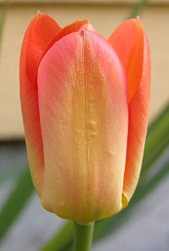 Viridis Hortus - Tulip Fosteriana - 10 x Orange Breeze Bulbs ( Immense Orange-Yellow Petals )