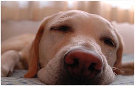 iRocket Indoor Floor Rug/Mat - Dog in Sleeping (23.6" x 15.7", 60cm x 40cm)