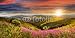 Produktbild Poster-Bild 40 x 20 cm: "wild flowers on the mountain top at sunset", Bild auf Poster
