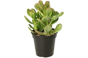 TODOCACTUS Crassula Ovata Planta de Jade 20cm Planta de la Suerte Suculenta