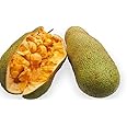 Platone's Live Jackfruit Plant-Tropical Fruit Live Plant - Rare Artocarpus integer Cempedak Red Flesh