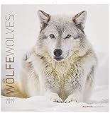 Image de Wölfe 2019 - Wolves - Broschürenkalender (30 x 60 geöffnet) - Tierkalender - Wandplaner