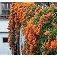 OXYGREENPLANT Oxy Green Plant Vanusta(Orange Trumpet Vine) Plant (Hybrid, Pack Of 1)