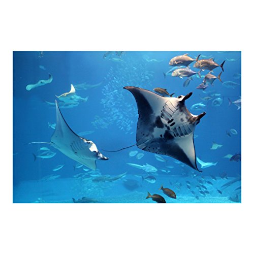 Apalis Vliestapete Manta Ray Fototapete Breit | Vlies Tapete Wandtapete Wandbild Foto 3D Fototapete für Schlafzimmer Wohnzimmer Küche | blau, 94968 - 2