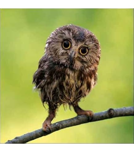BBC Earth Springwatch - Biglietto fotografico vuoto con volpe rosse, adatto a qualsiasi destinatario