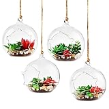 Mini Plant Terrarium Glasbehälter, Terrarium Glaskugeln. Kann stehen oder hängen. Ideale Größe für kleines Fenster, Schreibtisch, kleiner Tisch