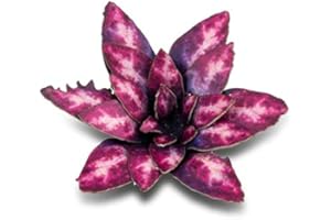 Gamers Grass Laser Plants Alien Rosace