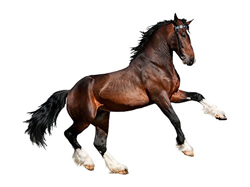 Graz Design 641056_57 Wandsticker Wandtattoo Wandaufkleber Tiere Pferd Dressur Hengst Mdchen (Gre=72x57cm)