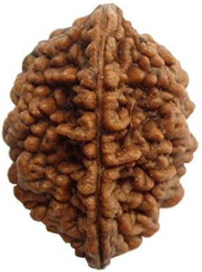 HARSHALI GEMS2 Mukhi Nepali RUDRAKSHA Two Faced RUDRAKSHA and Certified from reputed Laboratory