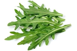 ACQUA TOWER GROWING SYSTEMS Rocket Plants, 12 x Full Plant Pack, Fresh Salad, Vegetables, Garden Ready and Ready to Plant, Premium Quality Salads