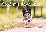 Spaß mit Havanesern (Wandkalender 2020 DIN A4 quer) by