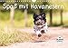 Spaß mit Havanesern (Wandkalender 2020 DIN A4 quer) by