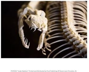 Snake Skeleton Poster Print (10 x 8)