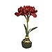 Produktbild Amaryllis m.Erde 40cm bordeaux