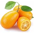 Fresh kumquat X30 - Exotic fruit - fresh from Spain
