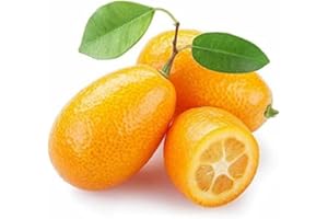 MY EXOTIC FRUIT Kumquat X10 - Exotic fruit - Fresh from Spain