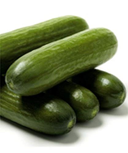 PLAT FIRM GerminaciÃ³n de Las Semillas: 50 - Semillas: Jawell Semillas de Pepino Verde Oscuro - 6 en la Fruta con Buen nervadura !!!!!
