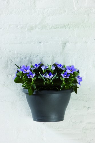elho Corsica Wandampel 25cm – Anthrazit - 3