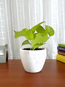 Rolling Nature Good Luck Air Purifying Live Golden Money Plant in White Round Dew Ceramic Pot