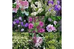 PLUGPLANTS.NET Pack x12 Hebes 'Mixed Varieties' Garden Plug Plants Special Deal !