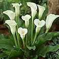 Radha Krishna Agriculture Imported Rare Variety White Calla Lily Zantedeschia Big Size Flower Bulbs Easy Growing For Summer Season Gardening In Home And Garden Pack Of 1 Flower Bulbs