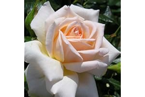 GORGEOUS GARDEN ROSES Chandos Beauty - 5.5lt Potted Hybrid Tea Garden Rose Bush - Peach/Apricot Blooms, Strong Fragrance, Repeat Flowering