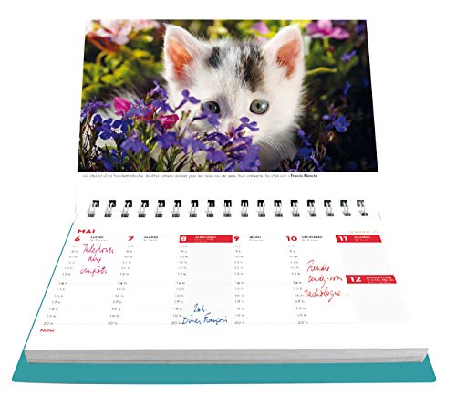 L'agenda-calendrier Jeux de chats 2019