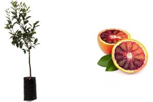 GENERICO Pianta di Arancio Tarocco Rosso Sanguinello 160 cm vaso 18 2 anni Vivaio Annese