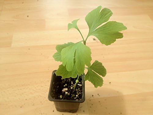 Maidenhair tree ( Gingko biloba ) * 3 PLANTS * NEW!