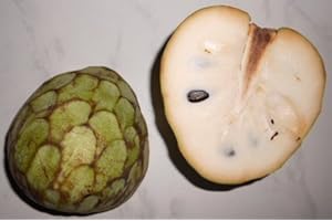 SAMENCHILISHOP (IMMER NUR EINMAL VERSAND) Cherimoya Zuckerapfel Rahmapfel 5 Samen + (Anleitung zur Aufzucht)