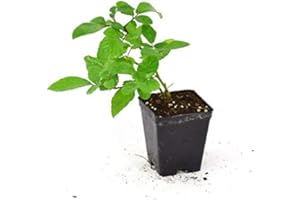 MONDOPIANTE Pianta Mora Vaso 7cm