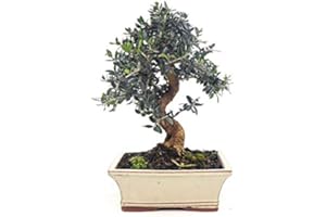 IRUN BONSAI BONSAI DE OLIVO SILVESTRE 9 AÑOS