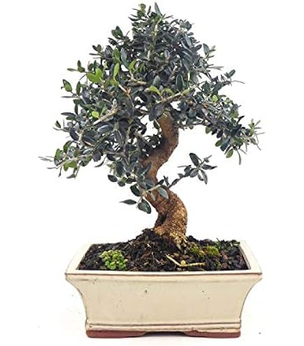 Bonsaï Faux Poivrier Zanthoxylum Piperitum - Plante Naturelle D'Intérieur Et Extérieur - Hauteur 38/48 Cm - Pot Céramique 25 Cm