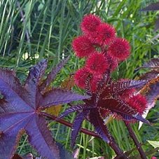 Wunderbaum, Palma Christi - Ricinus communis