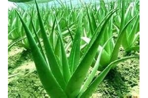 20 Aloe Seeds Mix - Excellente Houseplants succulentes ALOE VERA SEED