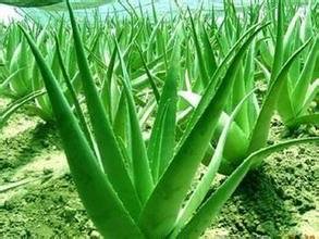 20 Aloe Seeds Mix - Excellent Houseplants succulent ALOE VERA SEED