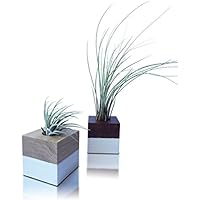 2 Tillandsien Im Set Holzwürfel Dekor | Blumentopf Übertopf auf Eichen-Holz Quadrat | Luftpflanzen Deko