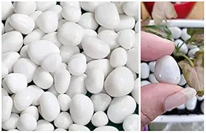 Chibro Polished Natural White Pebbles Plants pots Decoration Stones for Garden | Fish Tank | Aquarium | Table | Vase Fillers | Home Decor | Art and Craft | Gravels & All Purpose