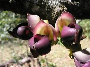 Mucuna macrocarpa | Rusty Leaf Muunai | 10_Seeds to US