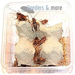 1 Dose kleine Mittelmeergrillen Zweifleckgrillen , Futterinsekten Futtertiere