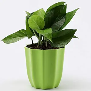 Ferns N Petals Money Plant Live Indoor Green Plastic Pot 4 x 2.5 inches