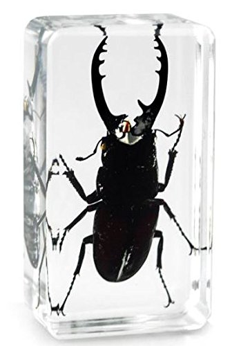 Briefbeschwerer mit echter Taiwan Lange Hupe Käfer, eingebettet in einem glasklaren Kunstharzblock 75g Block