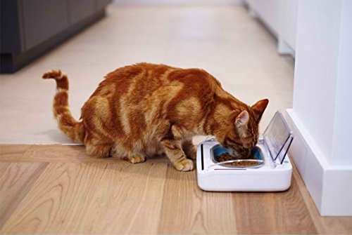 Compact-Sealed-Pet-Bowl-with-Built-in-Motion-Sensor-Keeps-Wet-Food-Moist-and-Away-from-Insects-Suitable-for-Cats-and-Small-Dogs