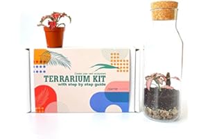 CONCRETELAB&CO Terrarium Kit with Glass Container & Cork Lid, Mini Garden, Gift Idea, DIY Kit (Kit with Fittonia)