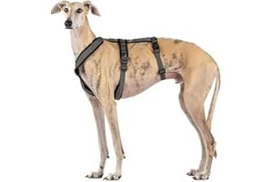 CANDYPET 3-punktowa uprząż przeciwciągnąca - idealna do lebreles: włoski chart, Whippet, chart, podenco - bezpieczne, oddychające i trwałe spacery, trening i bieganie - Antracyt, XL