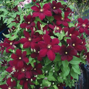 Clematis 'Niobe' 10 Samen