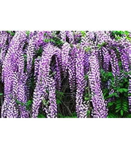 Glicine Wisteria Brachybotrys Iko Yama Fuji - Pianta Rampicante Innestata In Vaso 9x9 Cm
